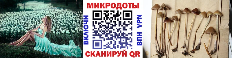 даркнет клад Невьянск Псилоцибиновые грибы мицелий